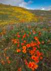 Orange Poppies-Goldfields and Filaree are protected from Wind near Lancaster and Antelope Valley Art Print